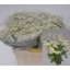 product/img.floraplaza.nl/LTANSINV6-LIVE_fotos-0xA9F4D816AEA996B99CADBC3FC4943940763F90C3.jpg