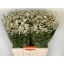 product/img.floraplaza.nl/LTANSINV6-LIVE_fotos-0xAD2E8CBE0FF838C3F7A547D178669A24C5286911.jpg