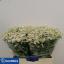product/img.floraplaza.nl/LTANSINV6-LIVE_fotos-0xBDE7DDEED2D897558F1B76BB6B5C5EF91BDC8777.jpg
