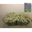 product/img.floraplaza.nl/LTANSINV6-LIVE_fotos-0xD6B681359E2C3BF8DCC7FDF78C05A0485227A347.jpg