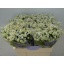 product/img.floraplaza.nl/LTANSINV6-LIVE_fotos-0xDD239070922534B7B1B5DE181D265DFB5954CD4C.jpg