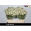product/img.floraplaza.nl/LTANSINV6-LIVE_fotos-0xE02012B1688274234C3367FC2795BEF19C2FCC98.jpg