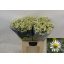 product/img.floraplaza.nl/LTANSINV6-LIVE_fotos-0xE453FA5457059BEB5DF0B72DA8B3C47684EAA0E1.jpg