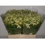 product/img.floraplaza.nl/LTANSNO6-LIVE_fotos-0xF4CCDD506DFA7E5D9341E0D725388CE06B7344A1.jpg