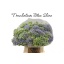 product/img.floraplaza.nl/LTRABLUS6-LIVE_fotos-0xDB8C2E12B6324AA21F56CDFF62294D8B1B8E2545.jpg