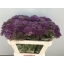 product/img.floraplaza.nl/LTRAPURLM7-ASSORTI_fotos-MVA-Trachelium Purple Lake Michigan PRINS.jpg