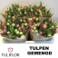 product/img.floraplaza.nl/LTUL-LIVE_fotos-0x839B6974DCB4C785FDAD4BD16EEBF894E04566B3.jpg