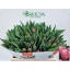product/img.floraplaza.nl/LTULACEP-LIVE_fotos-0x08E339B3408EE0416D91A5BD1530B3F9012BDD86.jpg