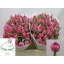 product/img.floraplaza.nl/LTULACT-LIVE_fotos-0xA8092EE2C08044167F98612D1A3D9677F4A779AE.jpg