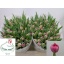 product/img.floraplaza.nl/LTULACT-LIVE_fotos-0xECF97BF5C11BC6D96B8B9B7C153AA8E5B63F2492.jpg