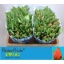 product/img.floraplaza.nl/LTULADR-LIVE_fotos-0x6F7BB6D7181AA3EF1394FAC7BCE27795456ABC79.jpg