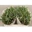 product/img.floraplaza.nl/LTULADR-LIVE_fotos-0x7D0BE7F1DC26B9A70DC370C6A863B8F9D9C4A5BD.jpg