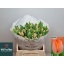 product/img.floraplaza.nl/LTULADR-LIVE_fotos-0xA6828BE7F197CC1E30B2DF4A6056D088DEA55D99.jpg