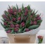 product/img.floraplaza.nl/LTULALIB-LIVE_fotos-0x1CAED518B0A491DFA840D07E790B2C75740BC71F.jpg