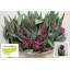 product/img.floraplaza.nl/LTULALIB-LIVE_fotos-0xA047544F6CF20CB88B0632BED702D8CCDD297AD0.jpg