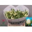 product/img.floraplaza.nl/LTULANT-LIVE_fotos-0xCEDC49A48D95527ACADBF3213C927BBBEDFC4A95.jpg