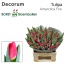 product/img.floraplaza.nl/LTULANTFIR-LIVE_fotos-0xAA9E071D0CDA21F068B258D0C2B9DDCECB66A7D2.jpg