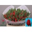 product/img.floraplaza.nl/LTULANTFIR-LIVE_fotos-0xEA075B9719BC3DE1AFE92BB06C08F954DE75739C.jpg
