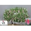 product/img.floraplaza.nl/LTULBOLP-LIVE_fotos-0x0A65727CBEE26952134F18799472BF87EFF90B4F.jpg