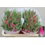 product/img.floraplaza.nl/LTULBOLP-LIVE_fotos-0xD742B87856A1737AF474346CEB767859114DF4BC.jpg