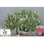 product/img.floraplaza.nl/LTULBOLP-LIVE_fotos-0xEFA43F7B2ABA934FAE94E3BB6A8AE9AB3E895AF9.jpg