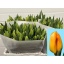 product/img.floraplaza.nl/LTULBRIS-LIVE_fotos-0xC45EFEBBCE7C9435A312E2BE5718BB125E0C1A48.jpg