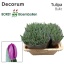 product/img.floraplaza.nl/LTULBUL-LIVE_fotos-0x368804F865907F4F4BA4ECFB2231C19D815C34A5.jpg