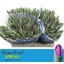 product/img.floraplaza.nl/LTULBUL-LIVE_fotos-0x46272FD731B49AE0A67408BCF38A11544ED40889.jpg