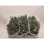 product/img.floraplaza.nl/LTULBUL-LIVE_fotos-0x7F90E0D4094EABAA299D707835907BBEBB884DE0.jpg