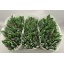 product/img.floraplaza.nl/LTULBUL-LIVE_fotos-0x9D6C00BD69214BF136B21D34CC93FC911B43F32E.jpg