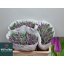 product/img.floraplaza.nl/LTULBUL-LIVE_fotos-0xC6A6FC1D23E09C6FA0B6821C121BCA34DE16CA37.jpg