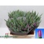 product/img.floraplaza.nl/LTULBUL-LIVE_fotos-0xD30630C965CB45E6BAA74505343BCFD46AEEC6C8.jpg