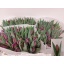 product/img.floraplaza.nl/LTULBUL-LIVE_fotos-0xE4C5DA86716057DD8AE621074D9B5D9523F3BCEC.jpg