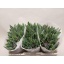 product/img.floraplaza.nl/LTULBUL-LIVE_fotos-0xEE17FF2F965BC66471F6B5DBD137092C50F3B073.jpg
