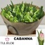 product/img.floraplaza.nl/LTULCAB-LIVE_fotos-0x111F05D0BC816E03BCBE9BD02B4E7B4CCA0E44C0.jpg