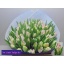 product/img.floraplaza.nl/LTULCAB-LIVE_fotos-0xE9FBBB49C105D9916847F22783B0C1139DFA900B.jpg