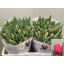 product/img.floraplaza.nl/LTULCARO-LIVE_fotos-0x422A6FC6E8645E16955FC694FC86F7A366BA9955.jpg