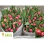 product/img.floraplaza.nl/LTULCHAM-LIVE_fotos-0x6BD6D70217A2EE2D730E60A406B3CE77DCAB1D2F.jpg