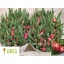product/img.floraplaza.nl/LTULCHAM-LIVE_fotos-0x935422F15BD1F9AC707D0992CDDB50CFDCC0ED28.jpg