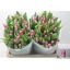 product/img.floraplaza.nl/LTULCIR-LIVE_fotos-0x6279BFEB36E41AF99BD487D20A68800B60B56178.jpg