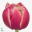 product/img.floraplaza.nl/LTULCOL-ART_Fotos-VBN-vbn106099.jpg