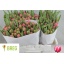 product/img.floraplaza.nl/LTULCOL-LIVE_fotos-0x0DEFAC890916157BE4B843CA7DBA076C088AF076.jpg
