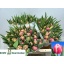 product/img.floraplaza.nl/LTULCOL-LIVE_fotos-0x13CCF86CBE085BFBEC356C9C5020666601D0188A.jpg