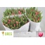product/img.floraplaza.nl/LTULCOL-LIVE_fotos-0x24D62E2E1AE6E9F458B13E300D4CD44B144433A8.jpg