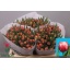 product/img.floraplaza.nl/LTULCOL-LIVE_fotos-0x5193BF881F8D62EBD3A9B3D84EBA2B5109D502FA.jpg