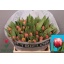 product/img.floraplaza.nl/LTULCOL-LIVE_fotos-0x7129F0C6376F51F5CB99778A8123A2C84D4BD222.jpg