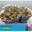 product/img.floraplaza.nl/LTULCOL-LIVE_fotos-0x784D7EFB8317BB2C00E25C9639401AF2D3D6F121.jpg