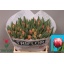 product/img.floraplaza.nl/LTULCOL-LIVE_fotos-0x7AEC5BF7E7F1CC7E4F39CB4B8F47C3D5B63A09EC.jpg