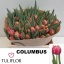 product/img.floraplaza.nl/LTULCOL-LIVE_fotos-0xACC145F7C505470A09AF2A9D8E067C013E1F26A4.jpg