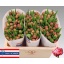 product/img.floraplaza.nl/LTULCOL-LIVE_fotos-0xB63B13A3E8A501CC4EC64CABFD3497EB7283433B.jpg